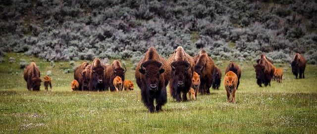 Yellowstone  park photo