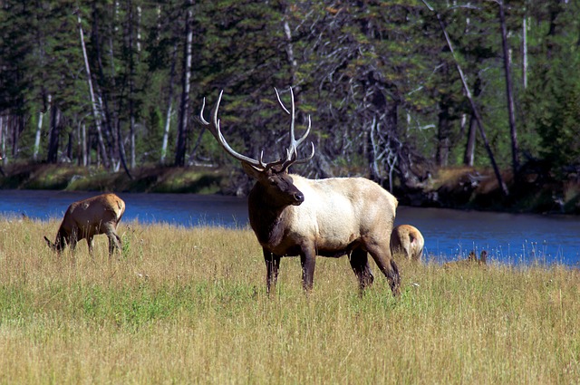 Yellowstone  park photo