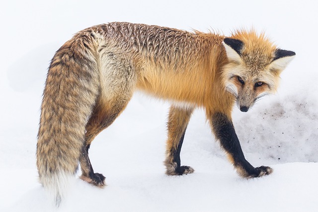 Yellowstone National Park  photo