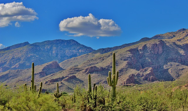 Arizona cacti photo