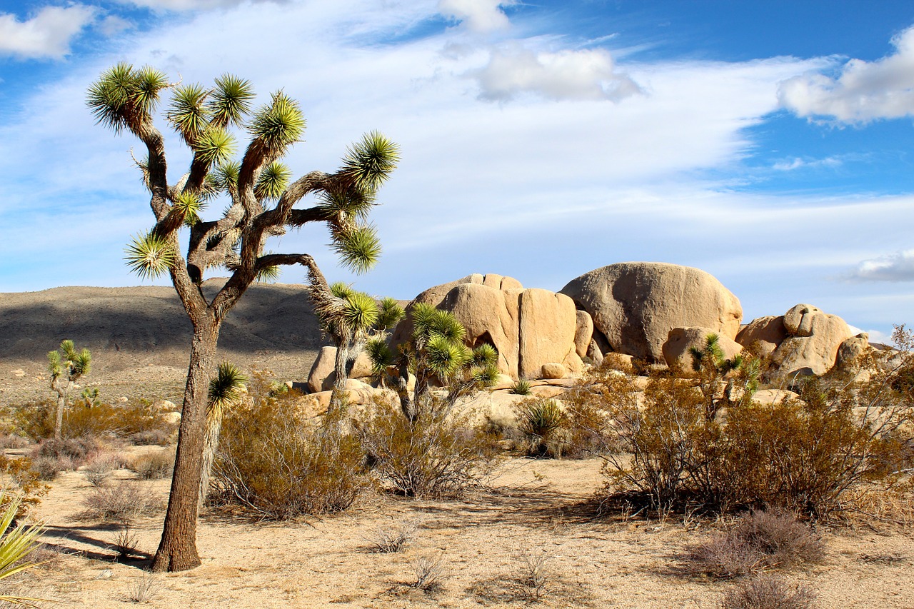 Joshua Tree National Park photo