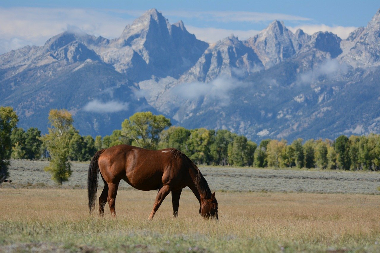 Grand Teton photo