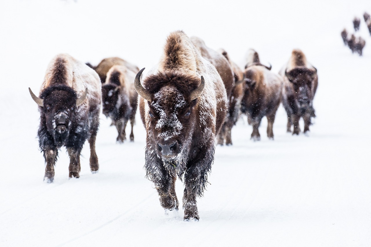 Yellowstone photo