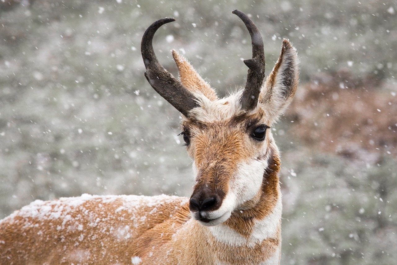 Yellowstone National Park photo