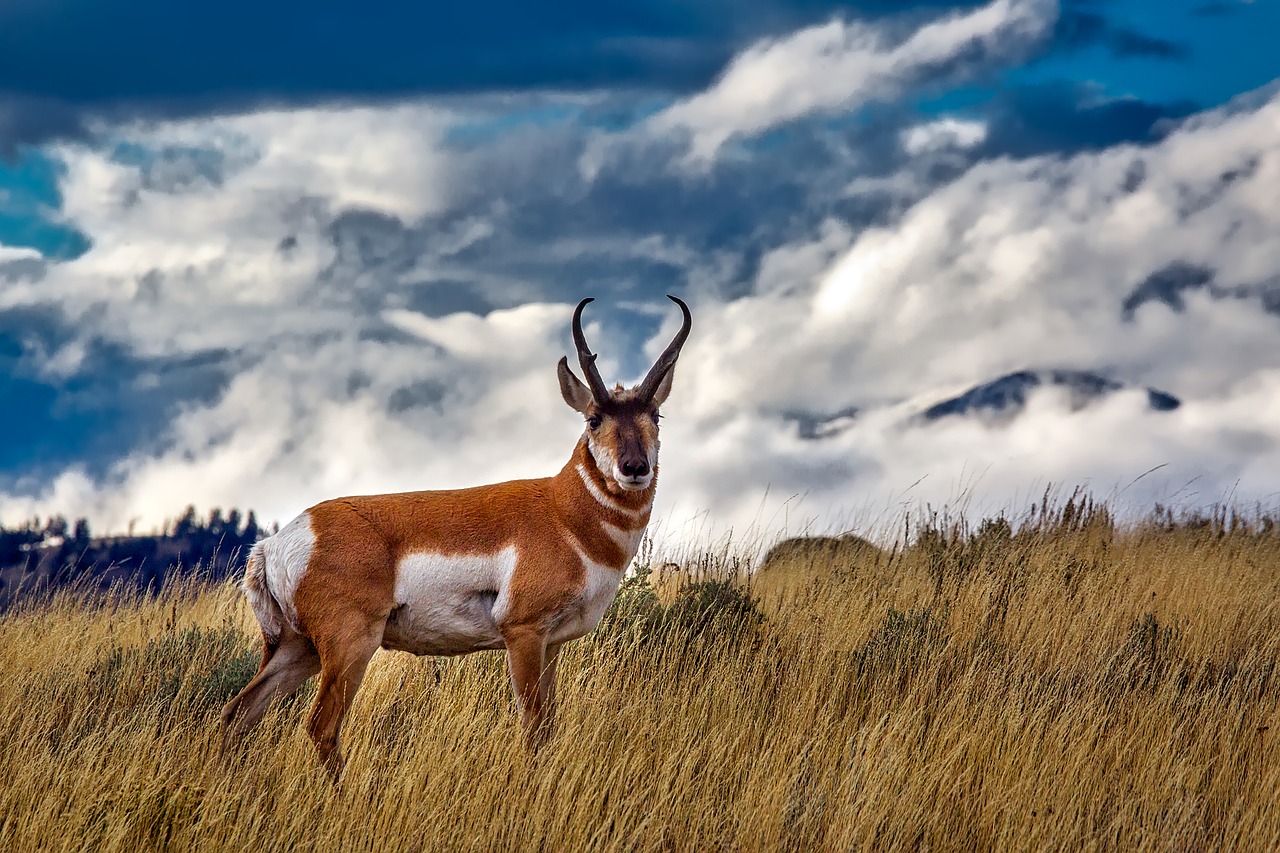 Yellowstone  photo