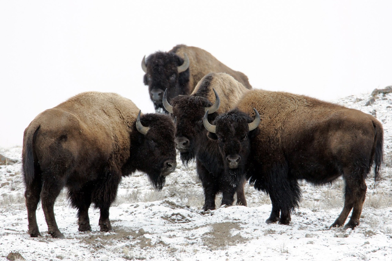 Yellowstone park photo